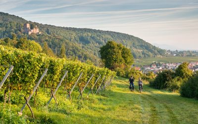 Die besten Weine unter 10€ | Sauvignon Blanc | Pfalz