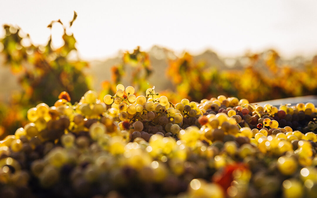 Erste Eindrücke vom Weinjahrgang 2021