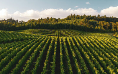 Deutschlands große Weine