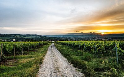 Gault&Millau Weingut der Woche